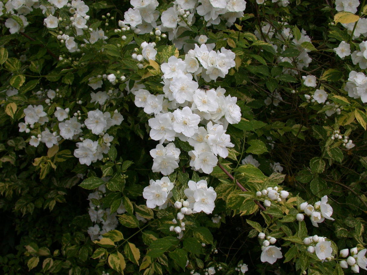 sommerjasmin; schnittverträglich;;mit zeitnaher Lieferung