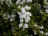 sommerjasmin; schnittverträglich;;mit zeitnaher Lieferung