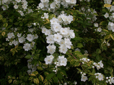 sommerjasmin; schnittverträglich;;mit zeitnaher Lieferung