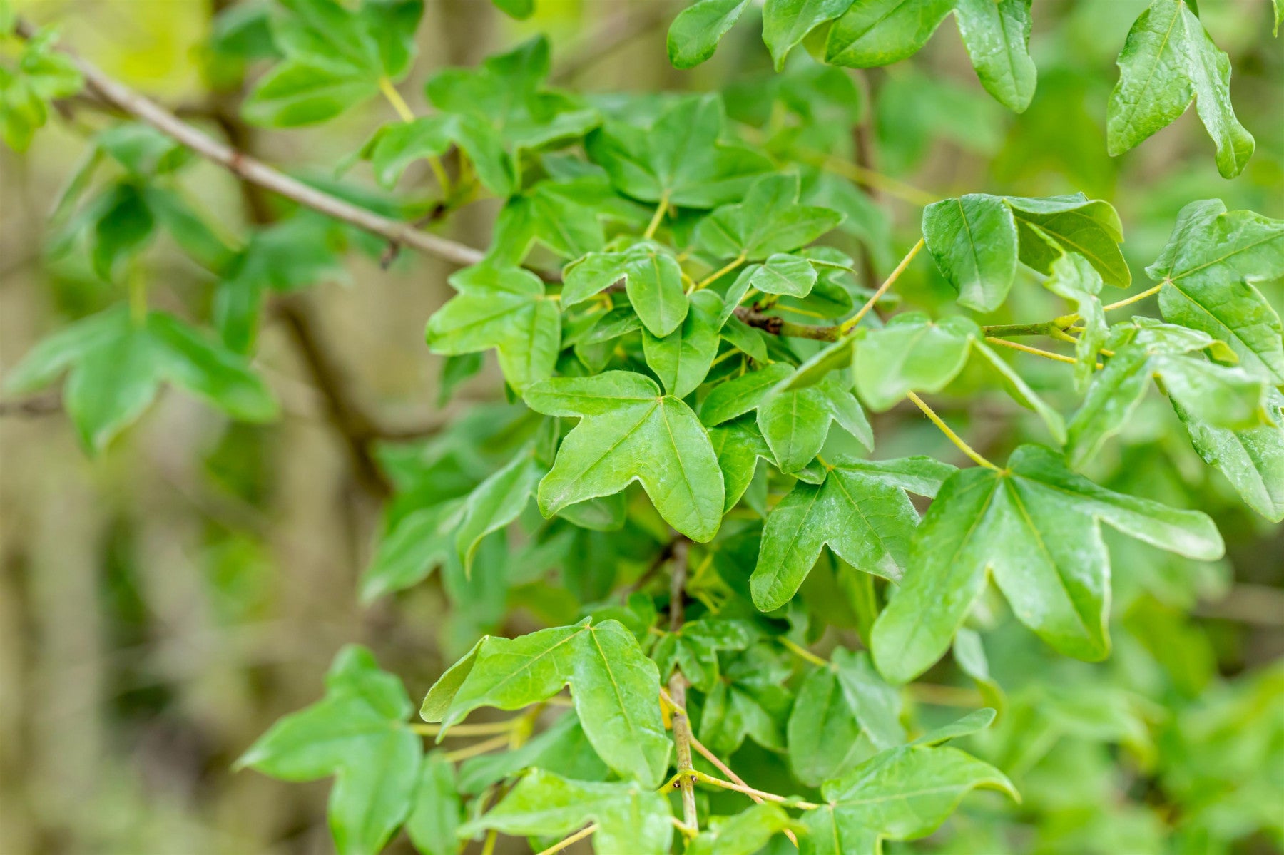 Acer monspessulanum (Französischer Ahorn)