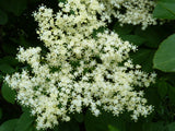 Schwarzer Holunder; hier mit Blüte; bienenweide; Einsatzmöglichkeit z.B. : Bienenweide; erhältlich von 40-70 bis 200-250 cm;;hier kaufen