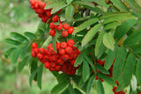 Sorbus aucuparia VkG 4; mit Früchten/Fruchtbehang; essbare Früchte; Einsatzmöglichkeit z.B. : Solitär;;ab 3,55 Euro