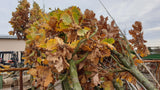 Quercus robur 'Fastigiata Koster'; vorbereitet für Versand; schnittverträglich; Einsatzmöglichkeit z.B. : Solitärbaum;;Pflanzen vom Profi