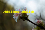 Genaues Foto für Viburnum farreri folgt; dieses ähnliche Bild dient der Illustration von Duftschneeball