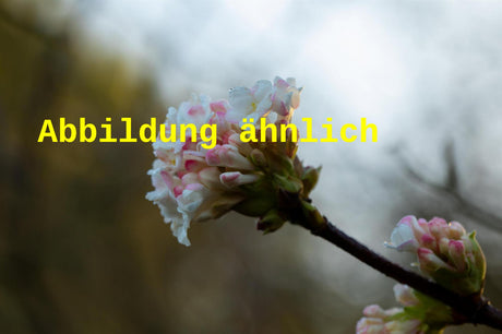 Genaues Foto für Viburnum farreri folgt; dieses ähnliche Bild dient der Illustration von Duftschneeball