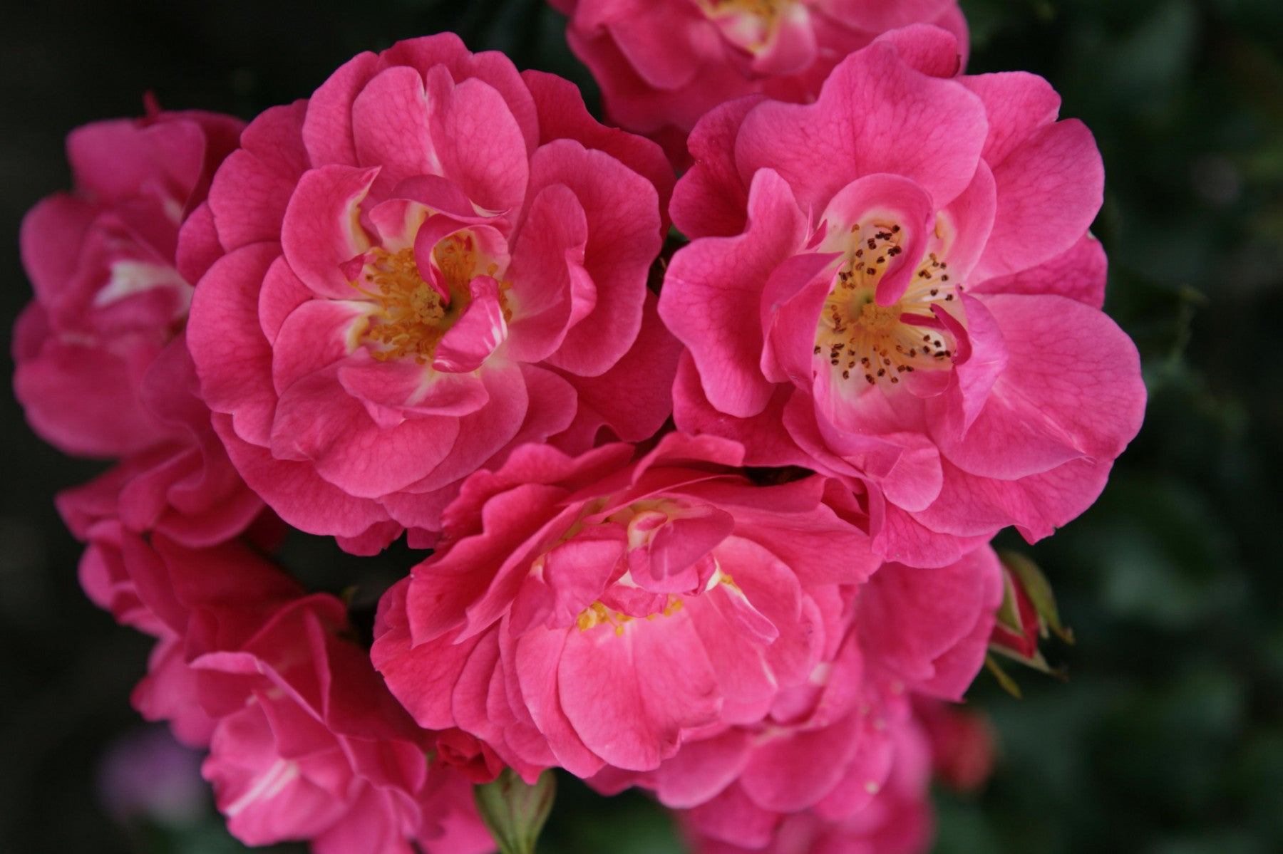 Rosa 'Blühwunder 08' BDR (Bodend. Rose 'Blühwunder 08' -R- ADR-Rose)