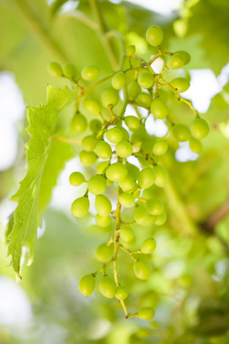 Vitis 'Goldperle' (Weintraube 'Goldperle')
