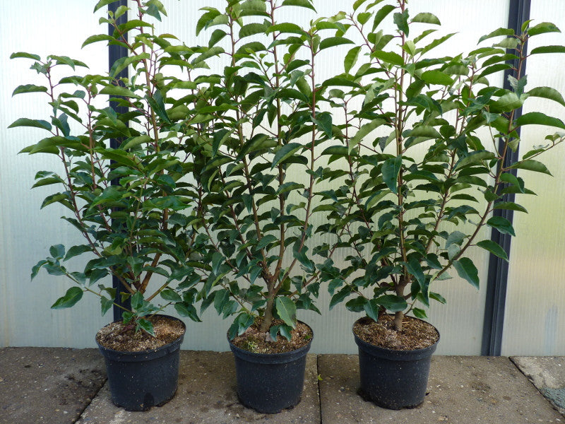 Prunus lusitanica 'Angustifolia'; hier im Topf; schnittfest, anspruchslos, dicht wachsend; Einsatzmöglichkeit z.B. : Vogelschutzhecke;;ab 56,00 Euro
