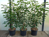 Prunus lusitanica 'Angustifolia'; hier im Topf; schnittfest, anspruchslos, dicht wachsend; Einsatzmöglichkeit z.B. : Vogelschutzhecke;;ab 56,00 Euro