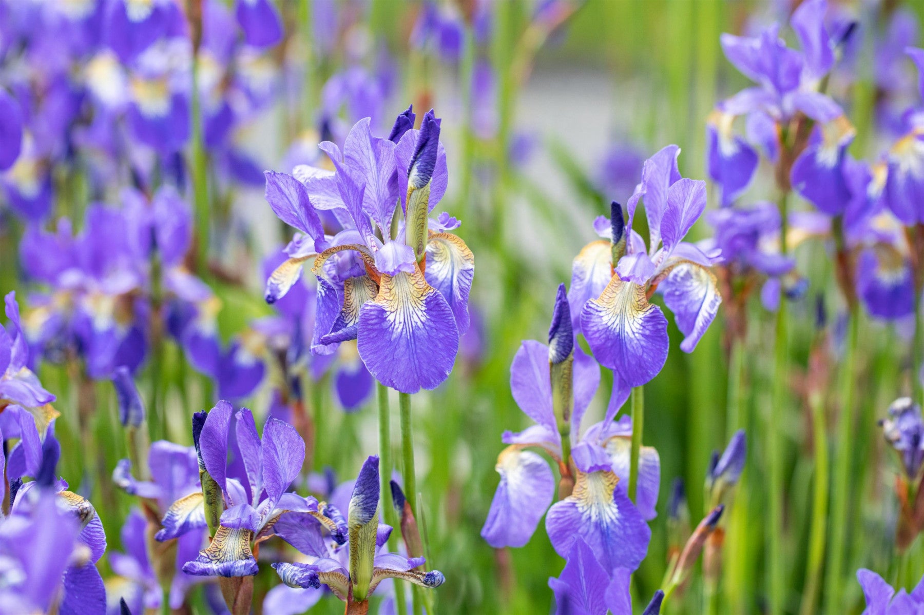 Iris sibirica (Bartlose Wiesen-Schwertlilie)