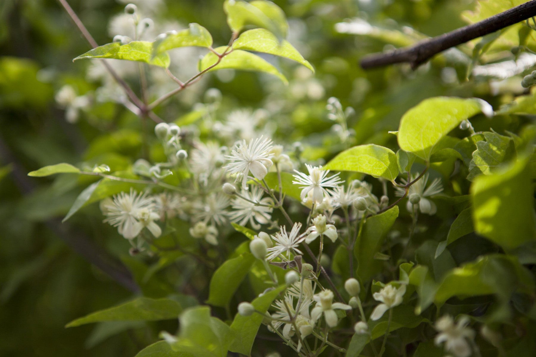 Clematis vitalba (Gemeine Waldrebe)