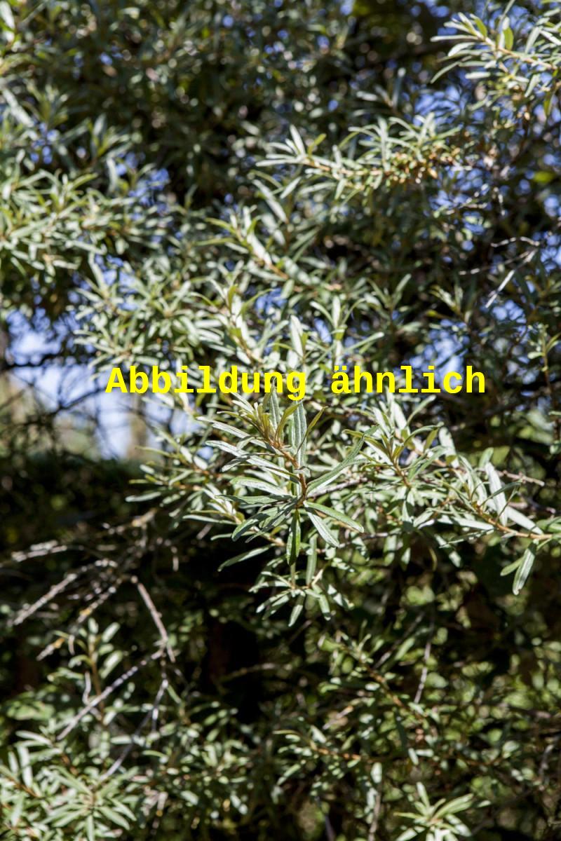 Genaues Foto für Hippophae rhamnoides 'Friesdorfer Orange' folgt; dieses ähnliche Bild dient der Illustration von Sanddorn 'Friesdorfer Orange'