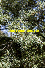 Genaues Foto für Hippophae rhamnoides 'Friesdorfer Orange' folgt; dieses ähnliche Bild dient der Illustration von Sanddorn 'Friesdorfer Orange'