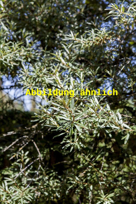 Genaues Foto für Hippophae rhamnoides 'Friesdorfer Orange' folgt; dieses ähnliche Bild dient der Illustration von Sanddorn 'Friesdorfer Orange'