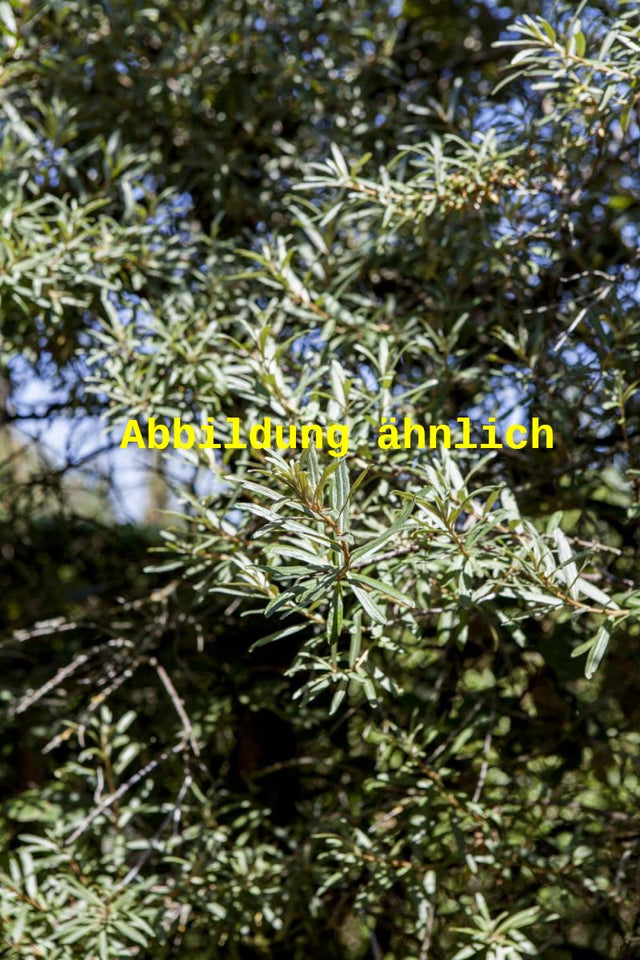 Genaues Foto für Hippophae rhamnoides 'Friesdorfer Orange' folgt; dieses ähnliche Bild dient der Illustration von Sanddorn 'Friesdorfer Orange'