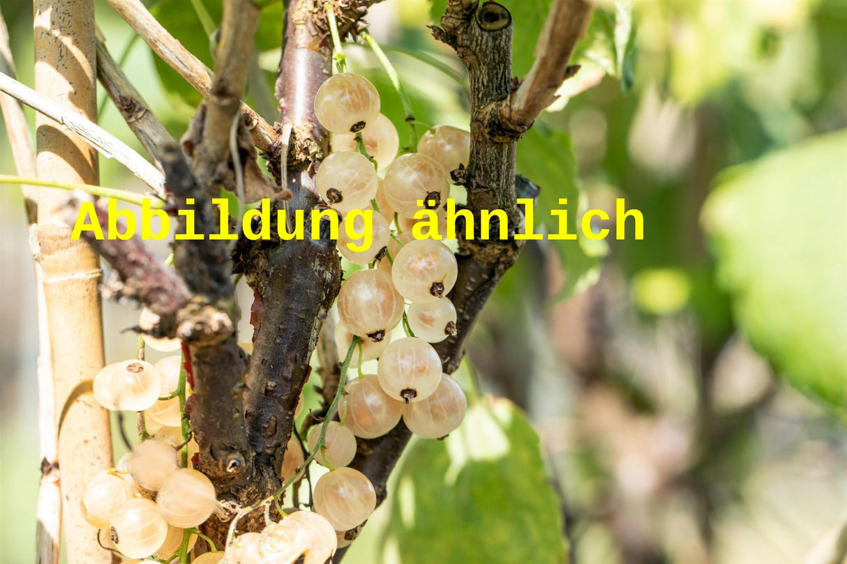 Genaues Foto für Ribes sativum 'Weiße Langtraubige' folgt; dieses ähnliche Bild dient der Illustration von Johannisbeere 'Weiße Langtraubige'