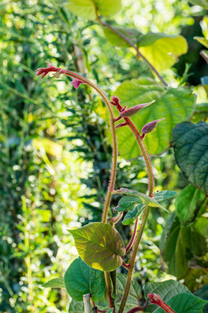 Actinidia chinensis 'Hayward' (Kiwi 'Hayward')