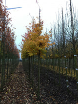 Persischer Eisenholzbaum; hier mit Herbstlaub; bienenweide; Einsatzmöglichkeit z.B. : Solitärbaum; erhältlich mit Stammumfang von 12-14 bis 20-25 cm;;günstig mit Qualität