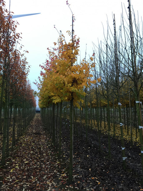 Persischer Eisenholzbaum; hier mit Herbstlaub; bienenweide; Einsatzmöglichkeit z.B. : Solitärbaum; erhältlich mit Stammumfang von 12-14 bis 20-25 cm;;günstig mit Qualität