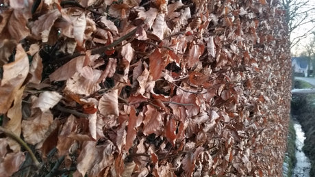 Fagus sylvatica HkG 81024; hier mit Winterlaub; hohe ökonomische Bedeutung; Einsatzmöglichkeit z.B. : Schattenspender;;ab 1,34 Euro