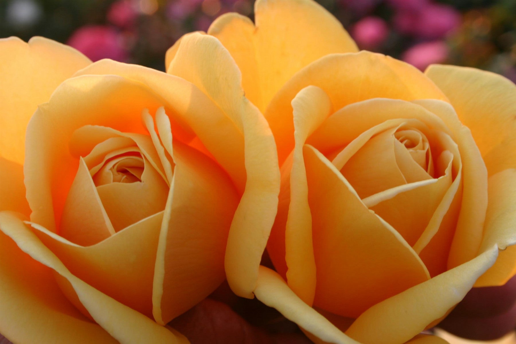 Rosa 'Kupferkönigin' TH (Edelrose 'Kupferkönigin' -R-)