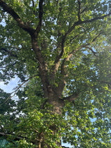 Synonym (alte Bezeichnung): Quercus pedunculata; Rinde; natürlich; Einsatzmöglichkeit z.B. : freie Landschaft;;ab 1,72 Euro