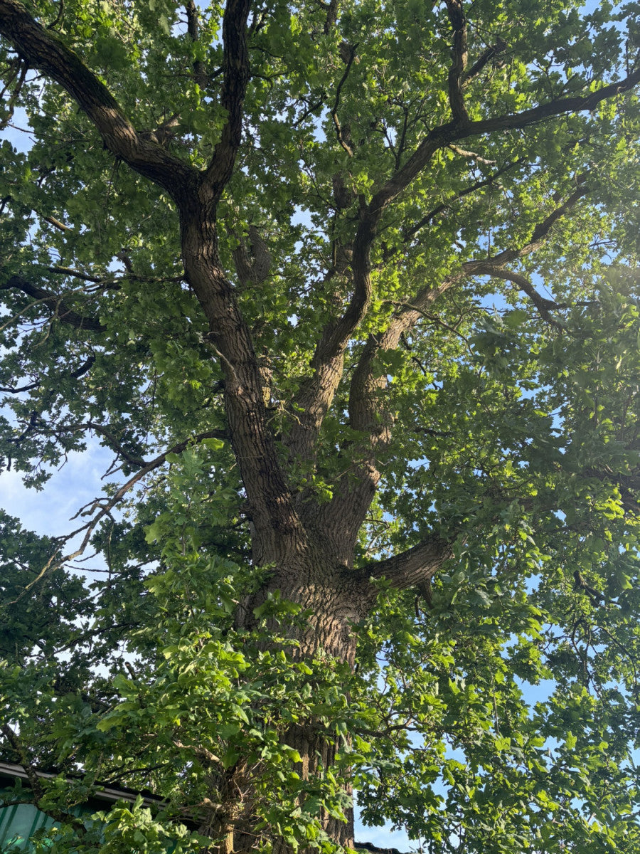 Synonym (alte Bezeichnung): Quercus pedunculata; Rinde; natürlich; Einsatzmöglichkeit z.B. : freie Landschaft;;ab 2,72 Euro