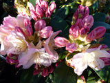 Je nach Variante (siehe Beschreibung) werden entsprechende Pflanzen geliefert, jahreszeitbedingt sehen Pflanzen unterschiedlich aus.