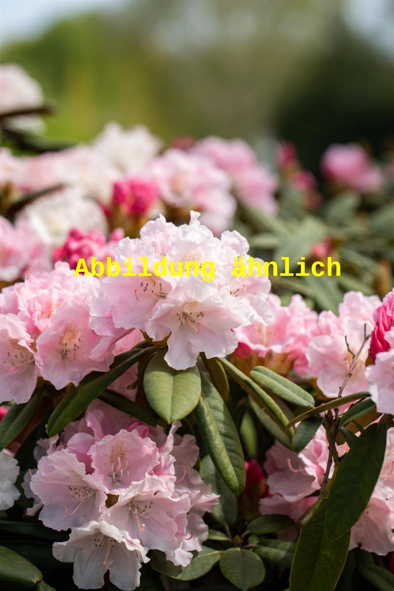 Genaues Foto für Rhododendron yak. 'Ballkönigin' folgt; dieses ähnliche Bild dient der Illustration von Yaku-Rhododendron 'Ballkönigin'