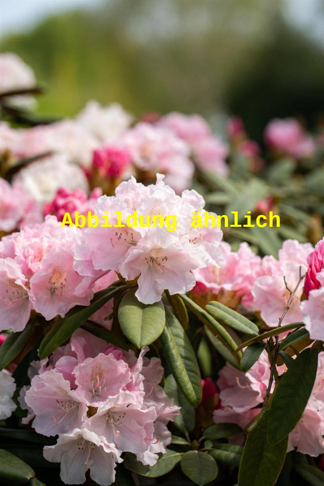 Genaues Foto für Rhododendron yak. 'Ballkönigin' folgt; dieses ähnliche Bild dient der Illustration von Yaku-Rhododendron 'Ballkönigin'