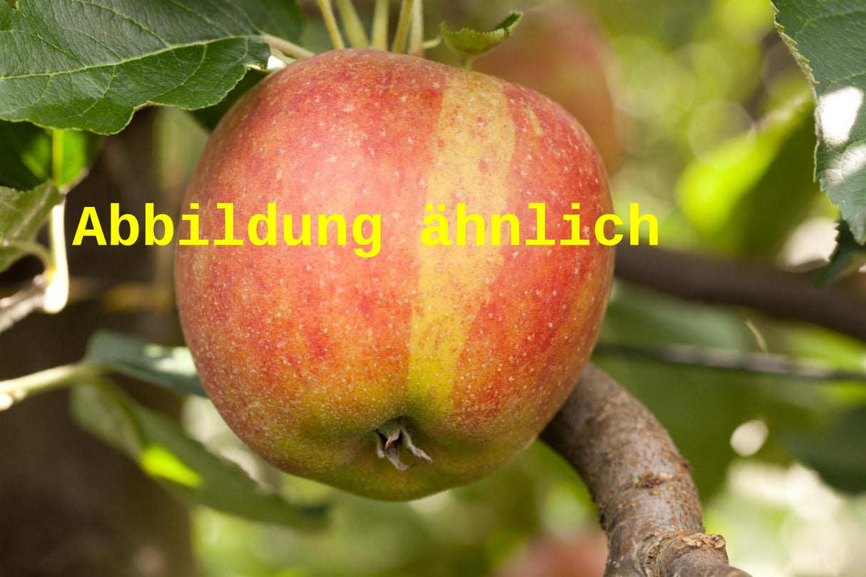 Genaues Foto für Malus 'Schweizer Orangenapfel' folgt; dieses ähnliche Bild dient der Illustration von Apfel 'Schweizer Orangenapfel' spät
