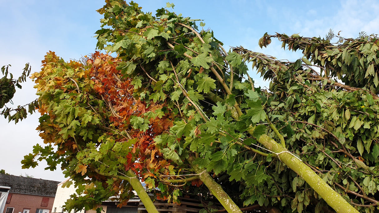Acer platanoides; vorbereitet für Versand; schnellwüchsig; Einsatzmöglichkeit z.B. : Solitärbaum;;Pflanzen vom Profi