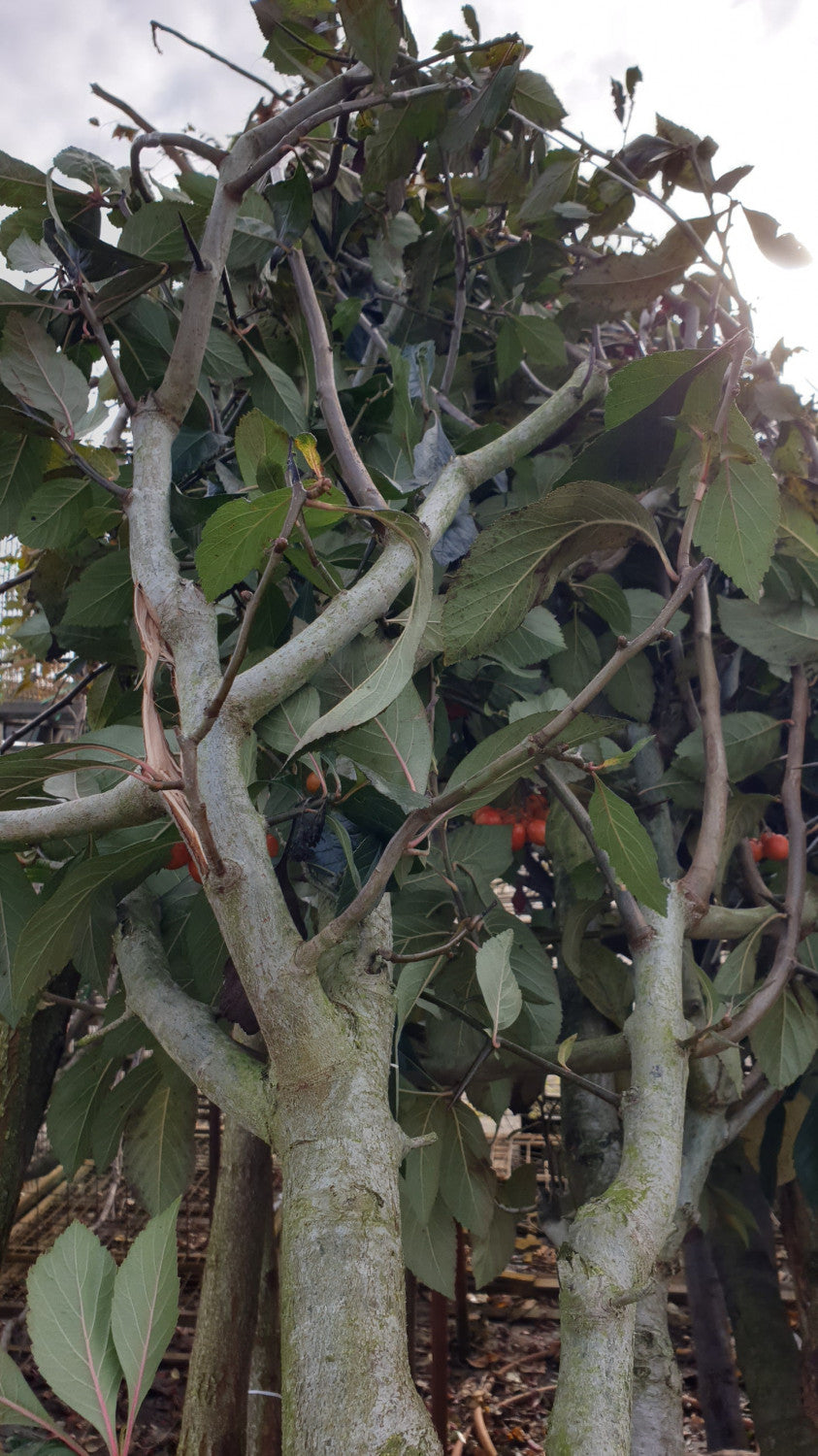 Synonym (alte Bezeichnung): Crataegus prunifolia; vorbereitet für Versand; robust; Einsatzmöglichkeit z.B. : Vogelschutz;;Pflanzen vom Profi