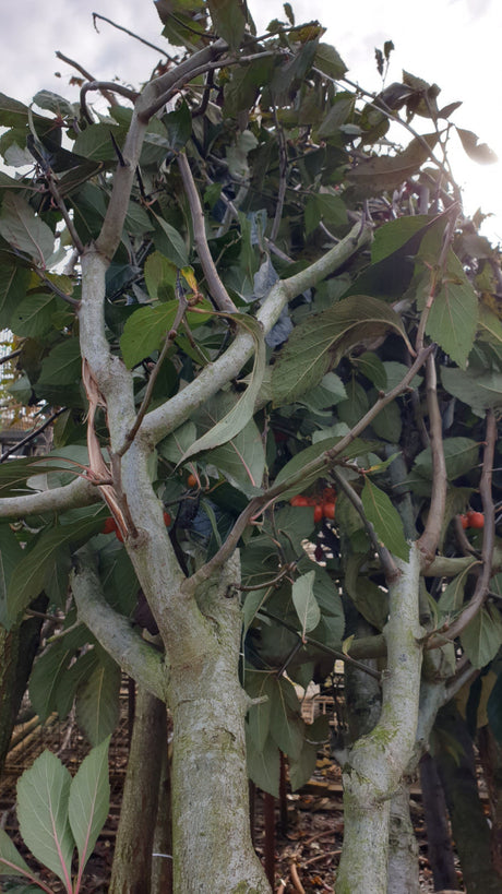 Synonym (alte Bezeichnung): Crataegus prunifolia; vorbereitet für Versand; robust; Einsatzmöglichkeit z.B. : Vogelschutz;;Pflanzen vom Profi