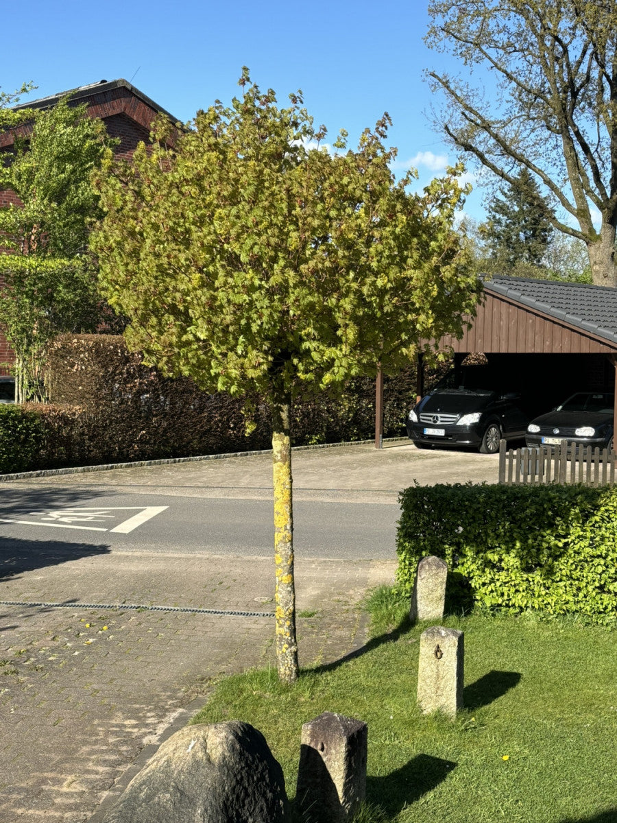 Je nach Variante (siehe Beschreibung) werden entsprechende Pflanzen geliefert, jahreszeitbedingt sehen Pflanzen unterschiedlich aus.