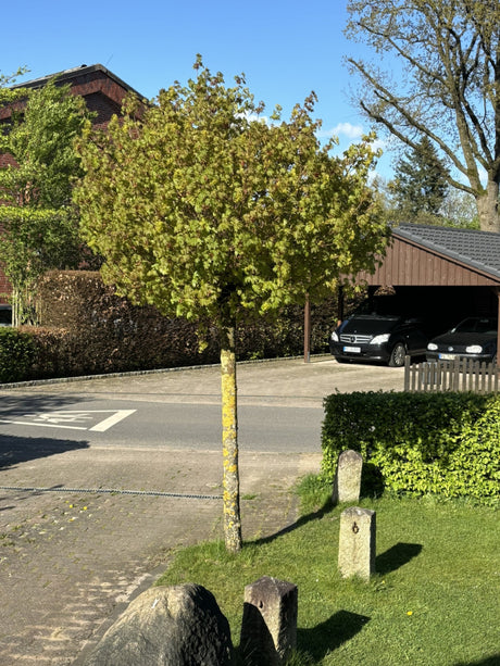Je nach Variante (siehe Beschreibung) werden entsprechende Pflanzen geliefert, jahreszeitbedingt sehen Pflanzen unterschiedlich aus.