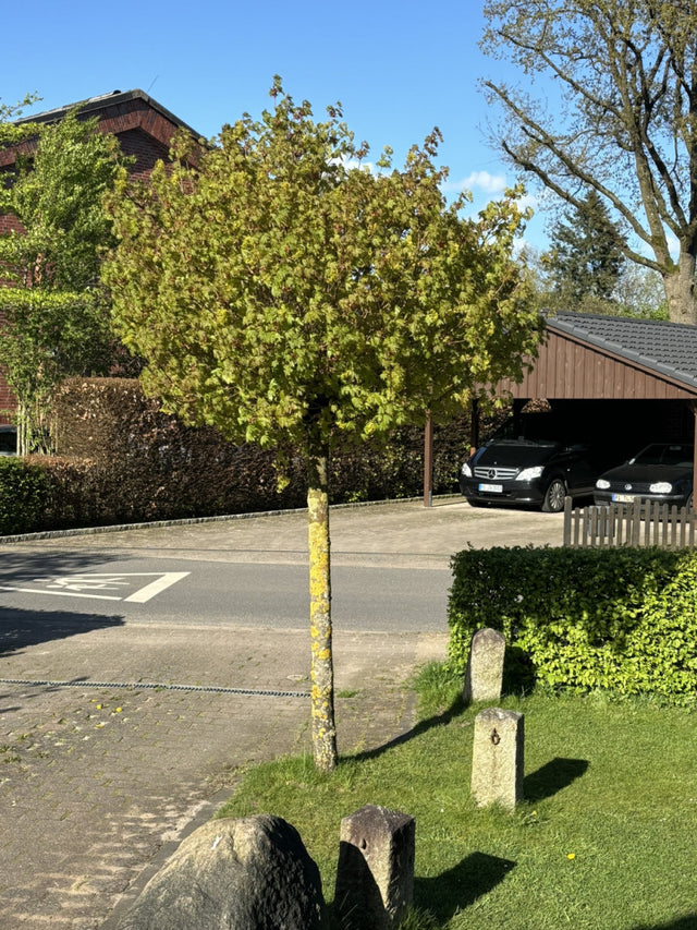 Je nach Variante (siehe Beschreibung) werden entsprechende Pflanzen geliefert, jahreszeitbedingt sehen Pflanzen unterschiedlich aus.