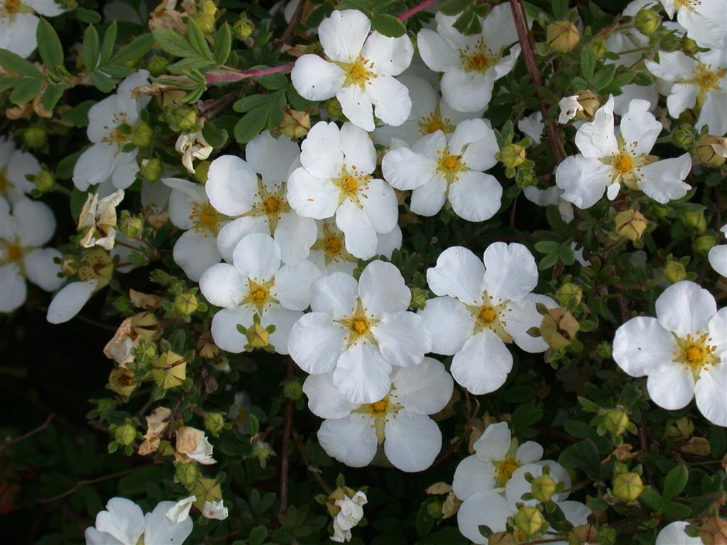 Potentilla nepalensis 'Abbotswood'; hier mit Blüte; reichblühend; Einsatzmöglichkeit z.B. : Heckenpflanze;;Pflanzen vom Profi