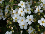 Potentilla nepalensis 'Abbotswood'; hier mit Blüte; reichblühend; Einsatzmöglichkeit z.B. : Heckenpflanze;;Pflanzen vom Profi