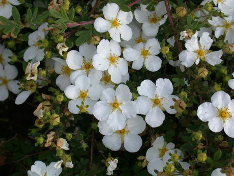 Potentilla nepalensis 'Abbotswood'; hier mit Blüte; reichblühend; Einsatzmöglichkeit z.B. : Heckenpflanze;;Pflanzen vom Profi