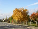 Weiß-Birke; als Pflanze im Beet; blattwerk im Herbst gelb; Einsatzmöglichkeit z.B. : Hecke;;mit zeitnaher Lieferung