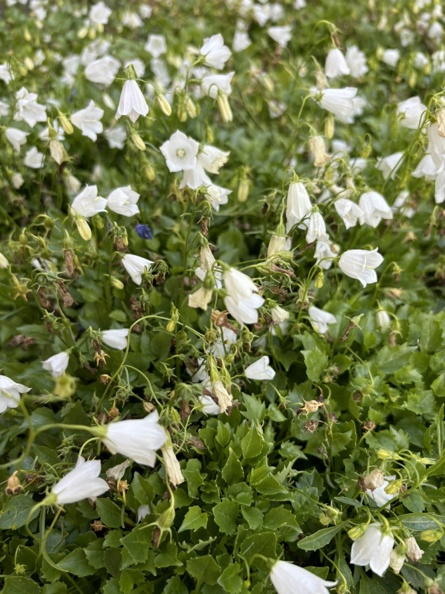 Niedrige Garten-Glockenblume; pflegeleicht;;hier kaufen