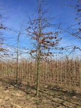 Sumpfeiche; hier mit Winterlaub; schnellwüchsig; Einsatzmöglichkeit z.B. : Solitärbaum; erhältlich mit Stammumfang von ab 5 bis 20-25 cm;;günstig mit Qualität