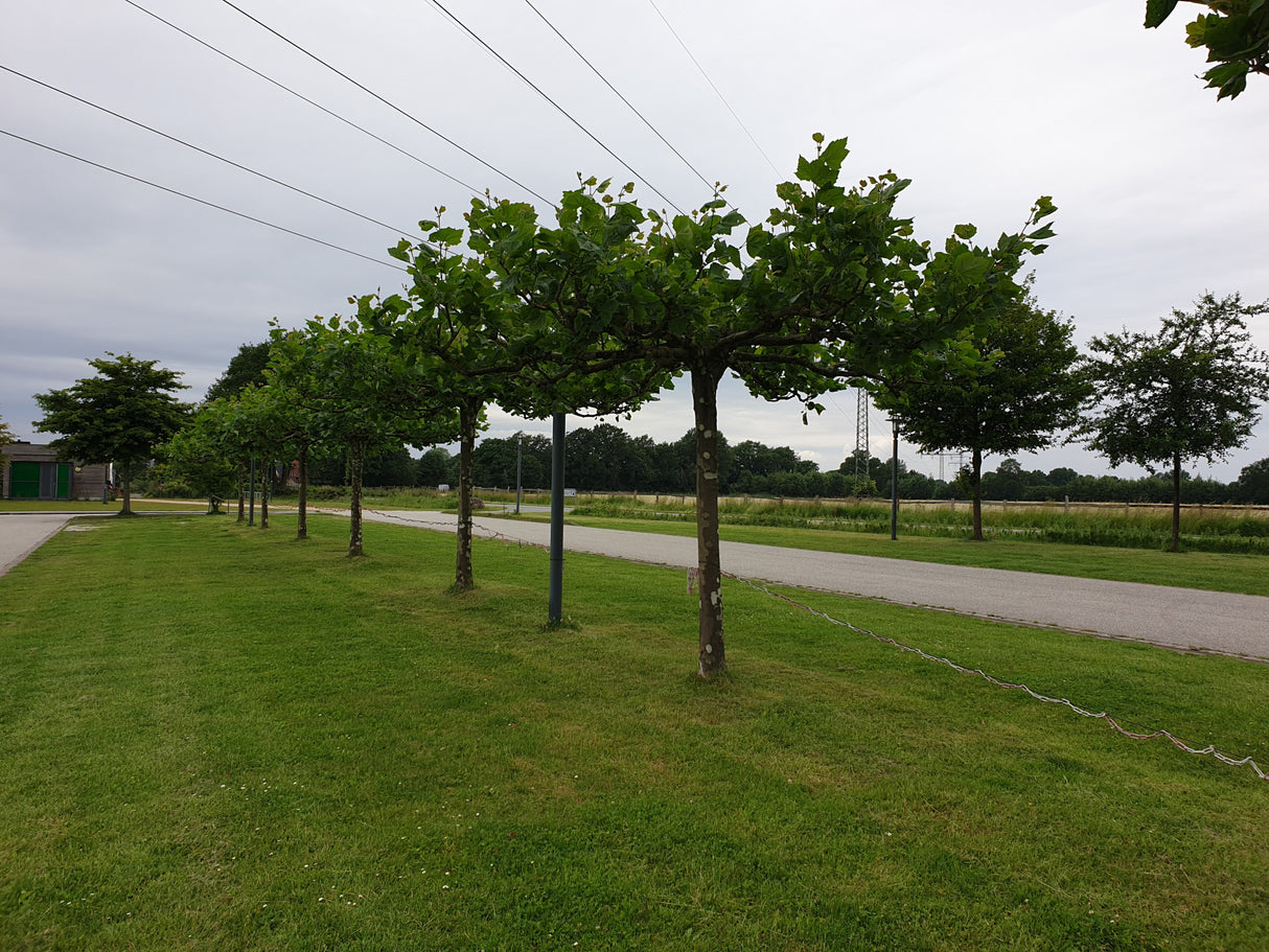 Synonym (alte Bezeichnung): Platanus acerifolia; in Gruppe; stadtklimafest; Einsatzmöglichkeit z.B. : Uferbepflanzung;;ab 33,30 Euro