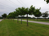 Synonym (alte Bezeichnung): Platanus acerifolia; in Gruppe; stadtklimafest; Einsatzmöglichkeit z.B. : Uferbepflanzung;;ab 33,30 Euro