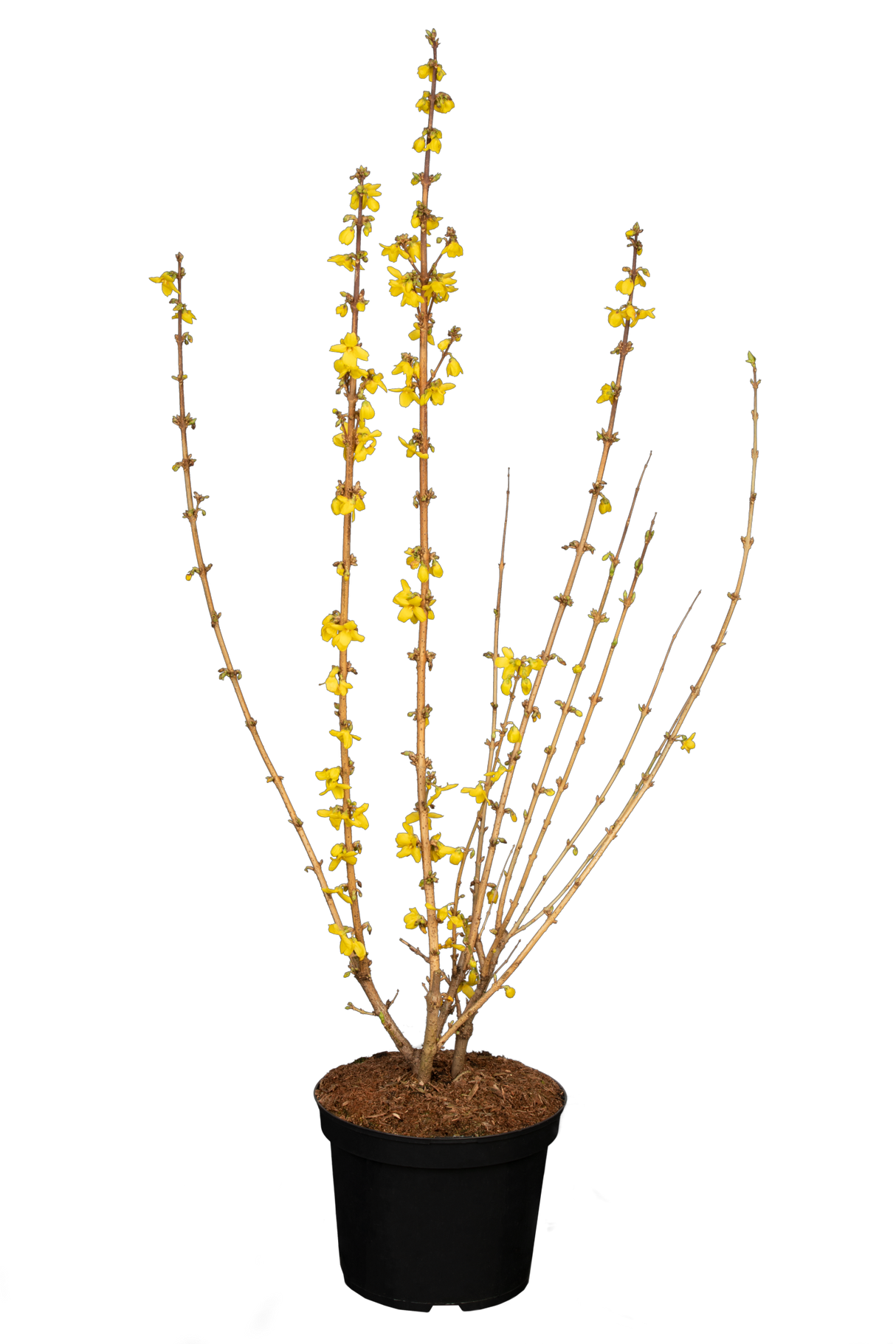Forsythia intermedia 'Goldrausch'; hier im Topf; dekorativ; Einsatzmöglichkeit z.B. : bienenweide;;mit zeitnaher Lieferung