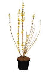 Forsythia intermedia 'Goldrausch'; hier im Topf; dekorativ; Einsatzmöglichkeit z.B. : bienenweide;;mit zeitnaher Lieferung