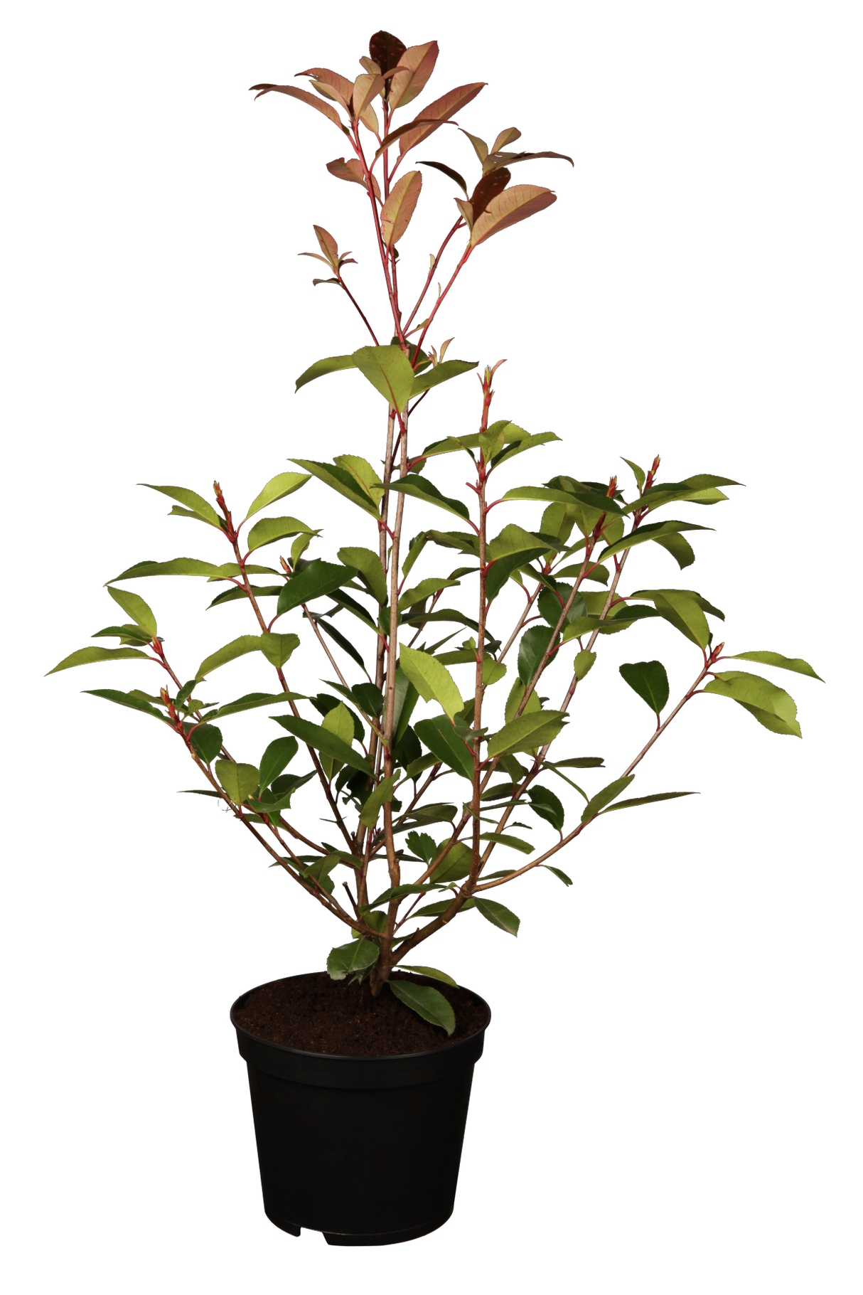Photinia fraseri 'Red Robin'; hier im Topf; immergrün; Einsatzmöglichkeit z.B. : Solitärpflanze;;Pflanzen vom Profi