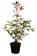 Photinia fraseri 'Red Robin'; hier im Topf; immergrün; Einsatzmöglichkeit z.B. : Solitärpflanze;;Pflanzen vom Profi
