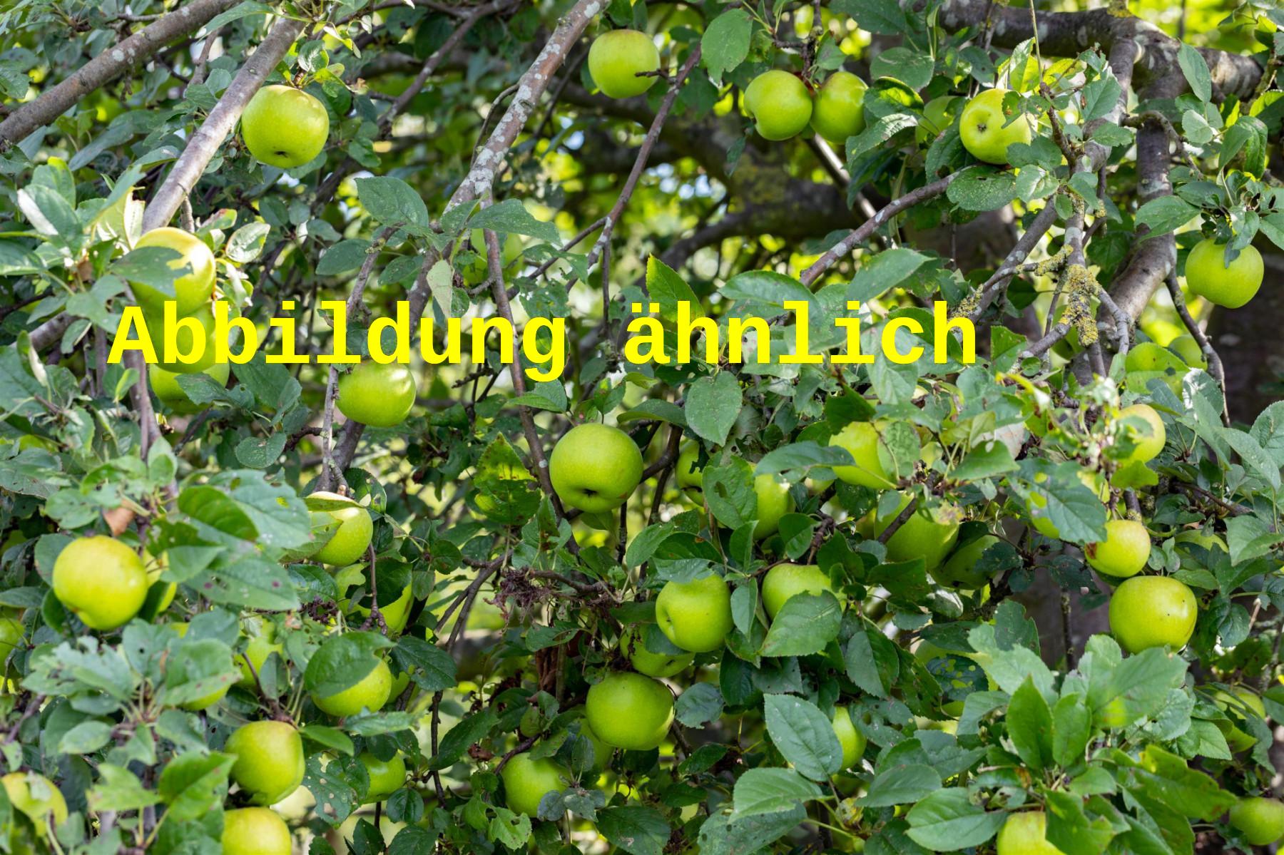Malus 'Resista' (Apfel 'Resista' -S-)